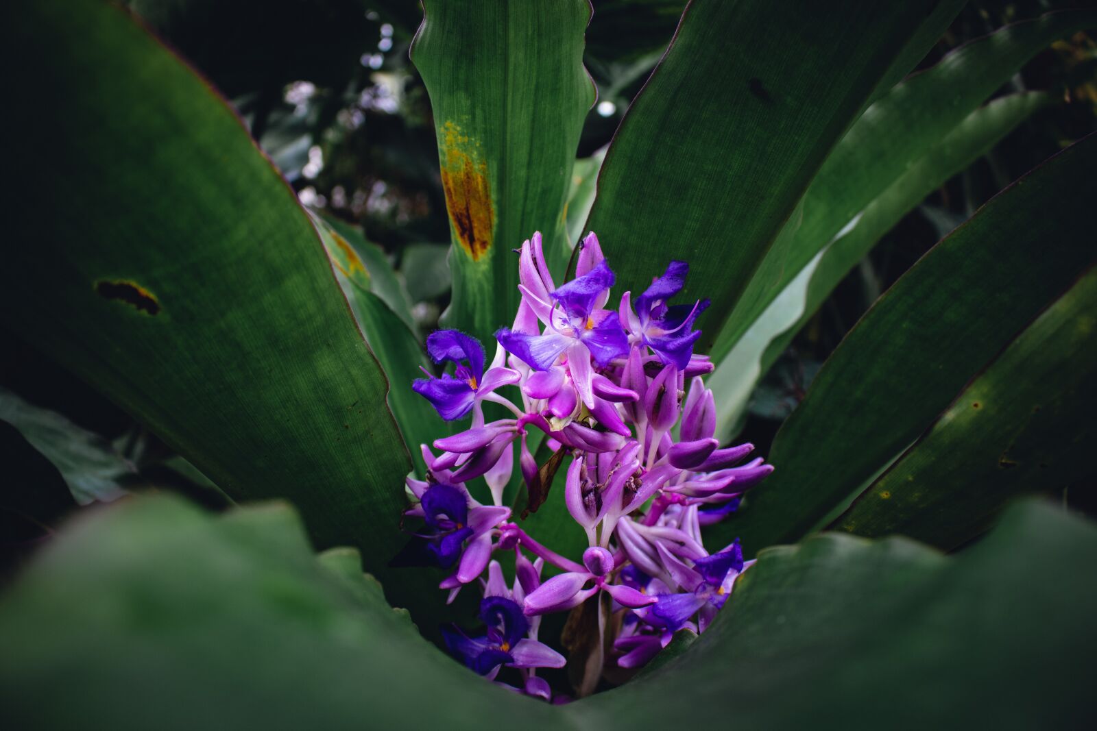 Canon EOS 750D (EOS Rebel T6i / EOS Kiss X8i) sample photo. Purple, flower, leaves photography