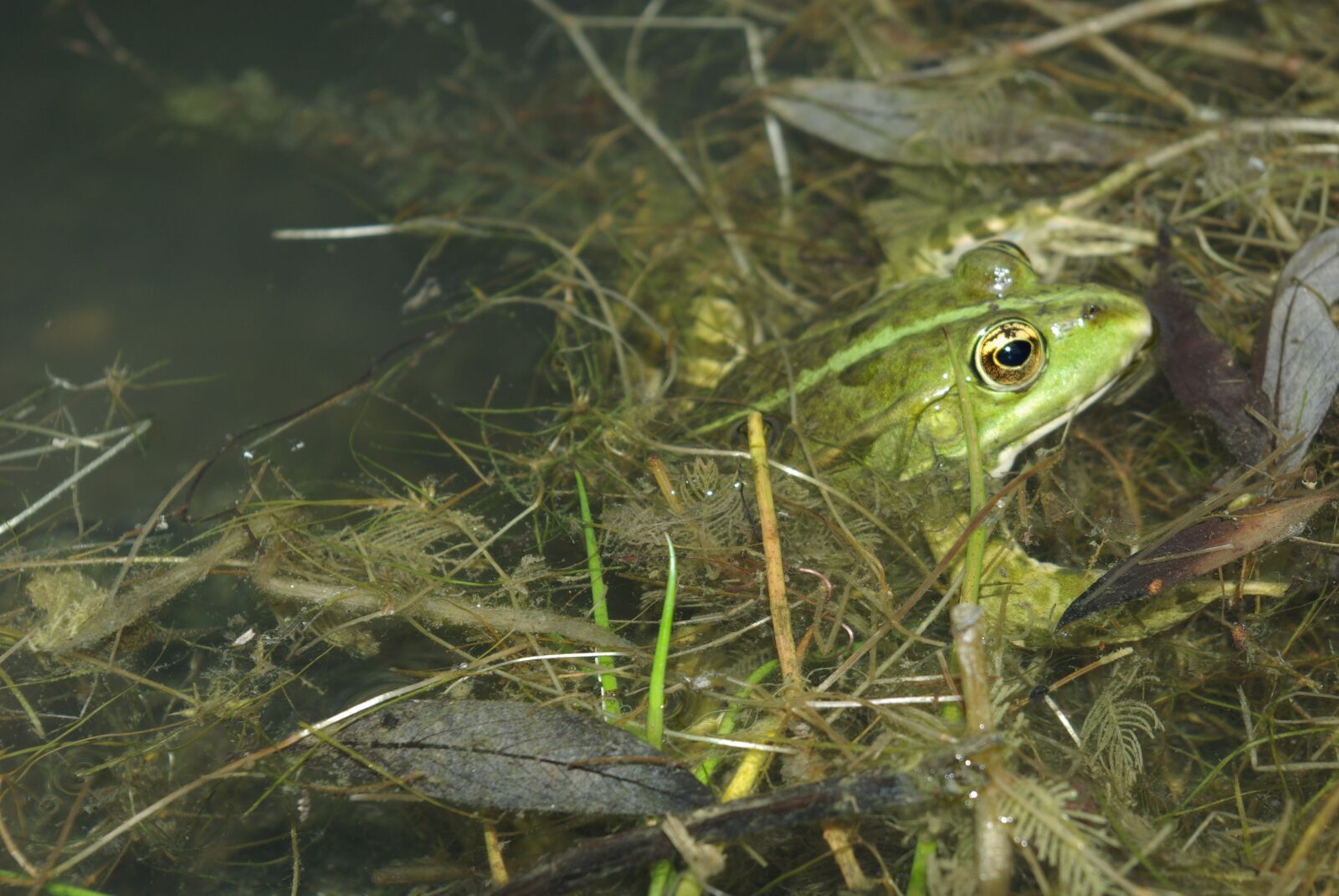 Pentax K10D sample photo. Frog, gerardo, amphibian photography