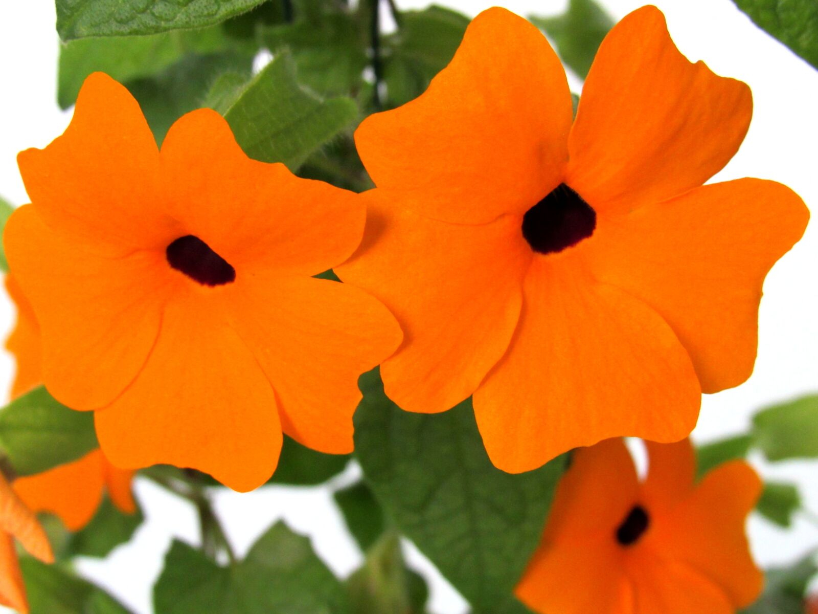 Canon PowerShot SX520 HS sample photo. Flower, orange blossom, plant photography