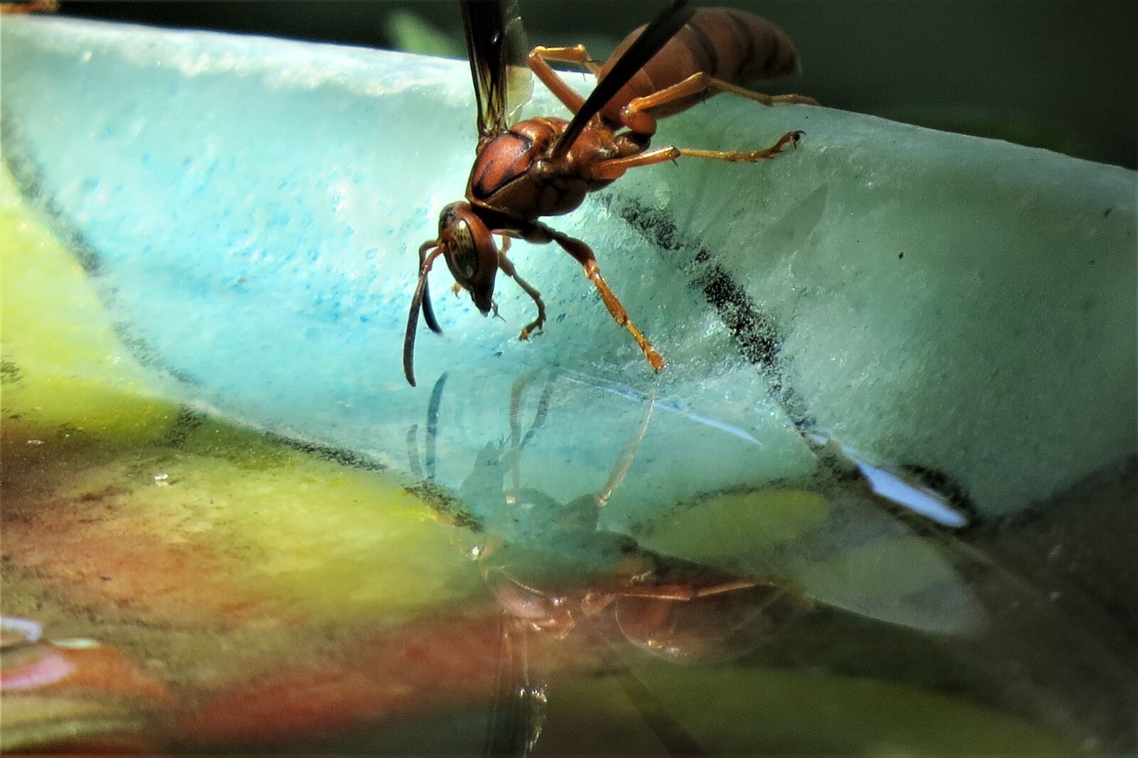 Canon PowerShot SX50 HS sample photo. Bird bath, colorful, reflections photography