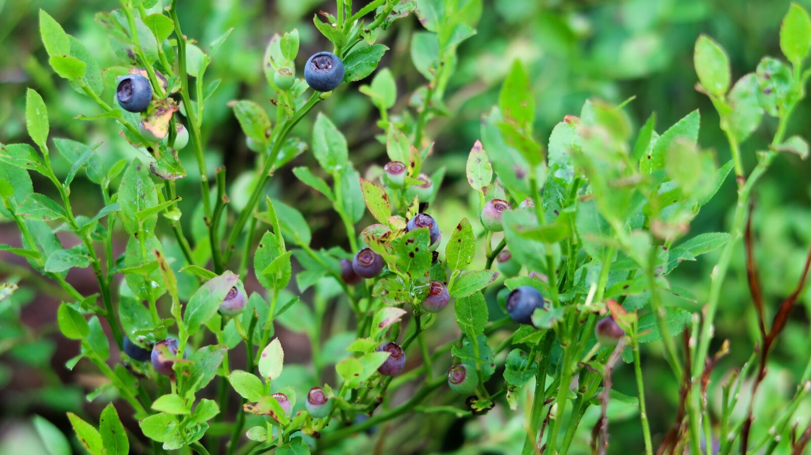 Canon PowerShot G7 X Mark II sample photo. Blueberries, forest, nature photography