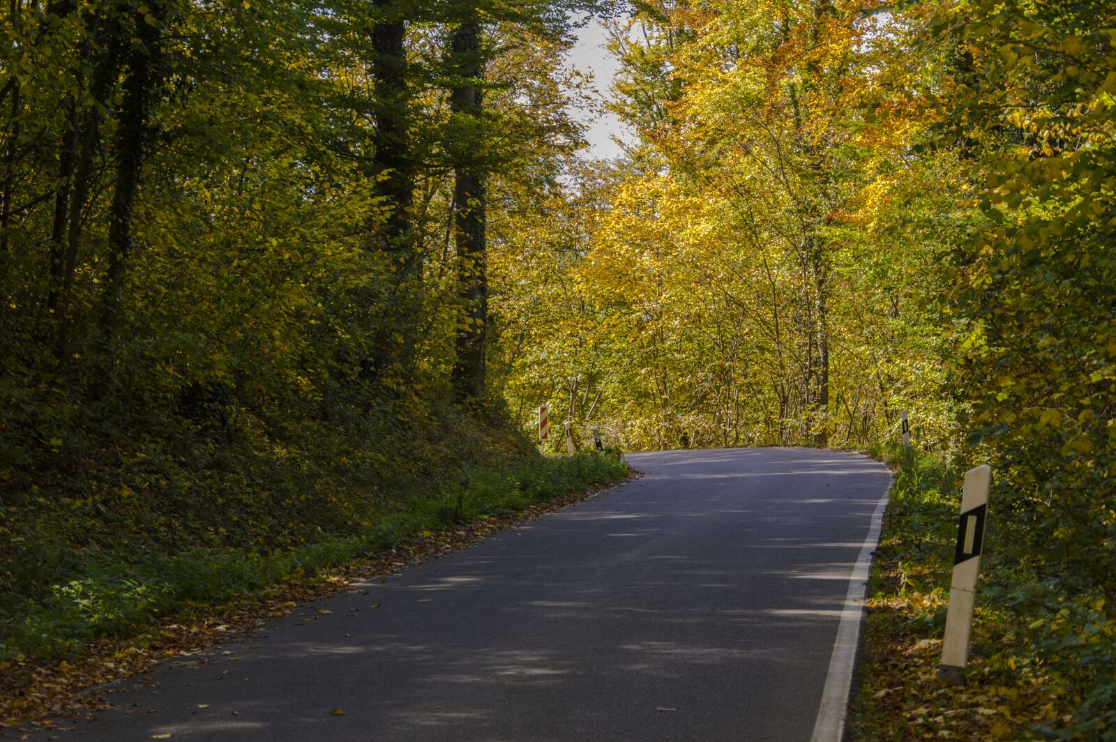 Nikon D3200 sample photo. Autumn, case, leaves photography