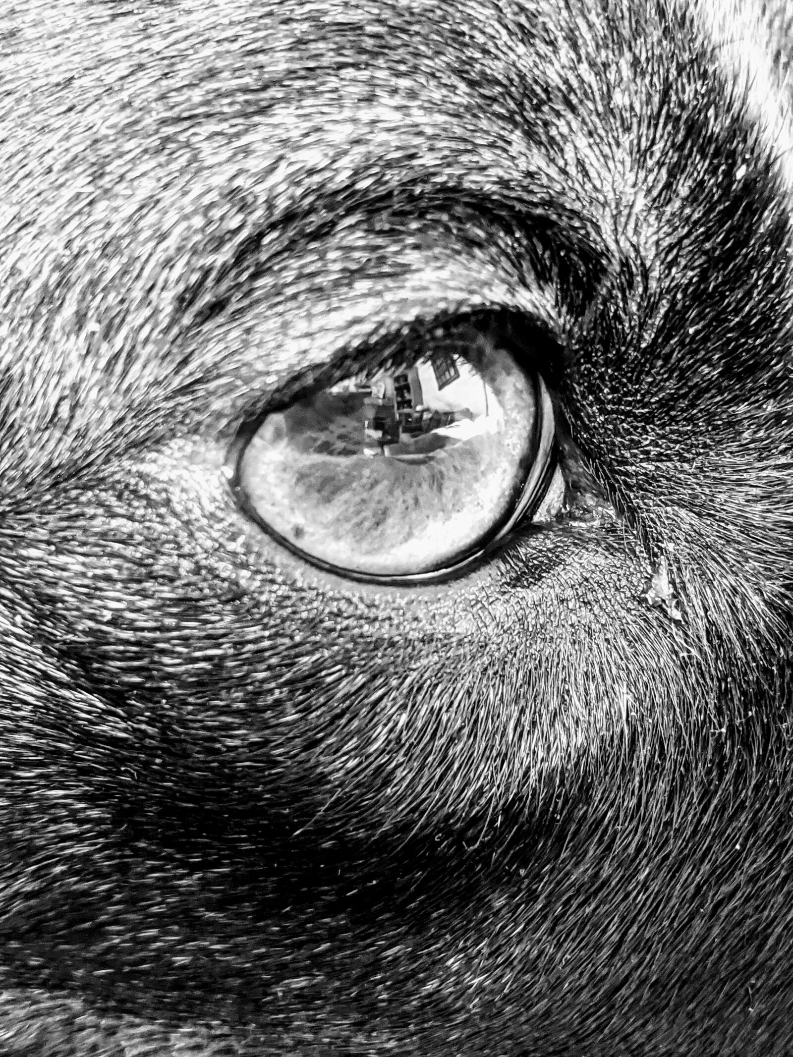 Google Pixel 3 XL sample photo. Dog eye, eye, black photography