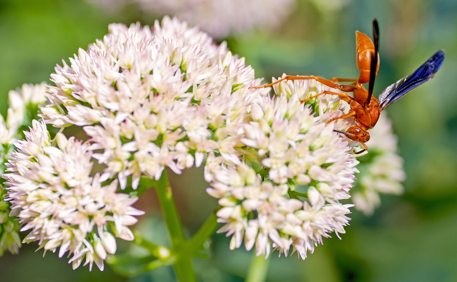Nikon D610 sample photo. Bee, flower, macro photography