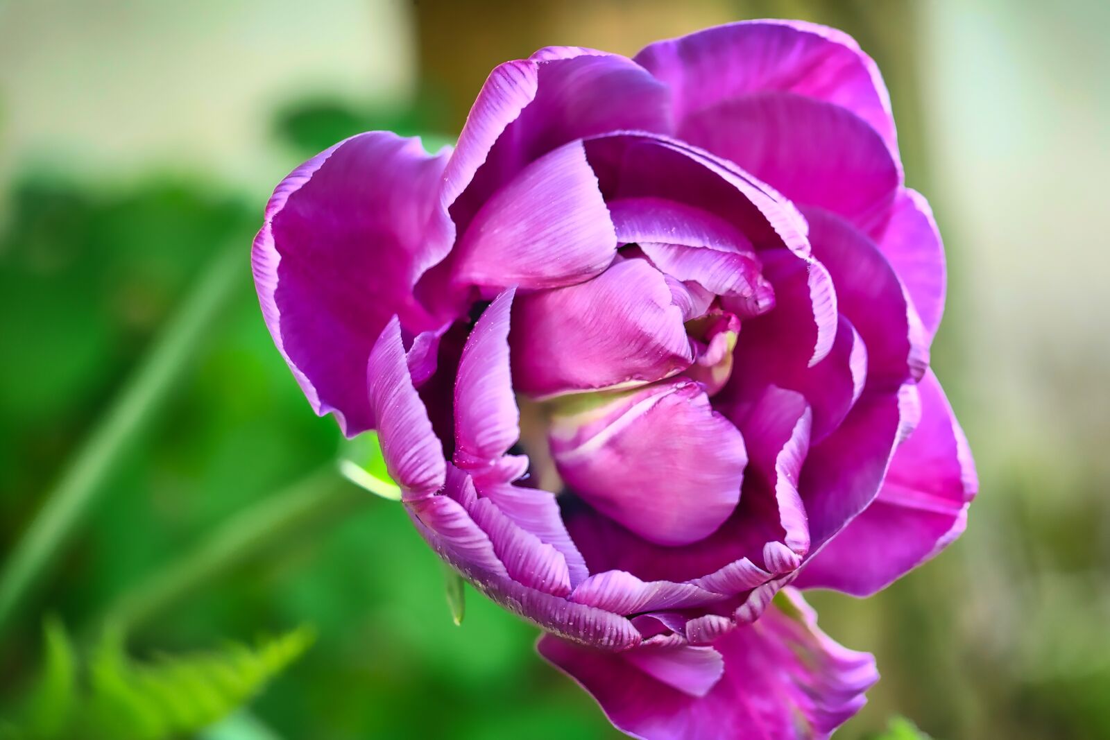 Panasonic Lumix DMC-GX8 sample photo. Nature, flower, plant photography