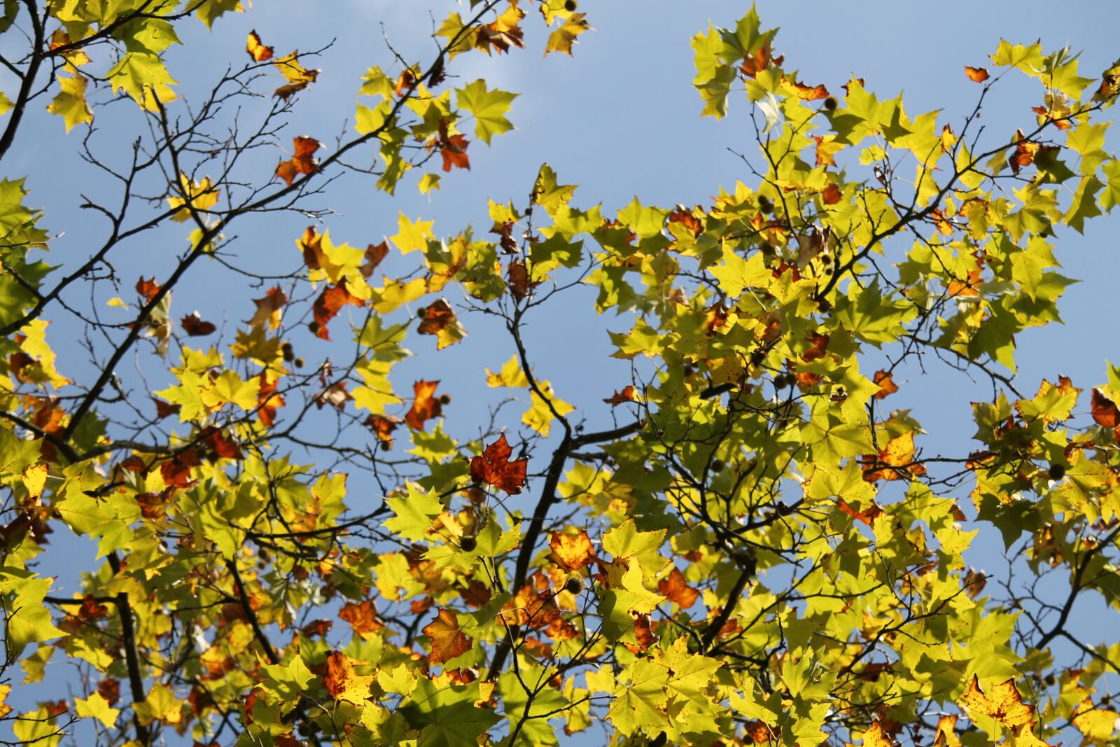 Canon EF-S 55-250mm F4-5.6 IS II sample photo. Fall foliage, autumn, sun photography