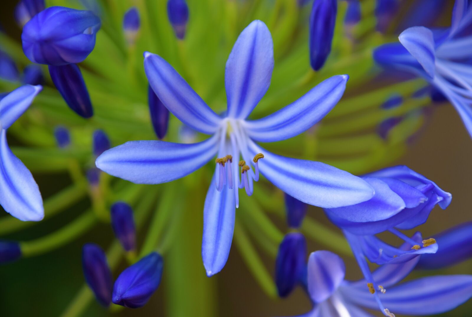 Nikon D3300 sample photo. Lavender flower, wow, botanical photography