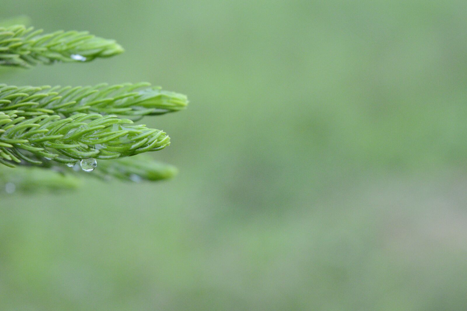 Nikon D5200 sample photo. Araucaria columnarispine, branches, prickly photography
