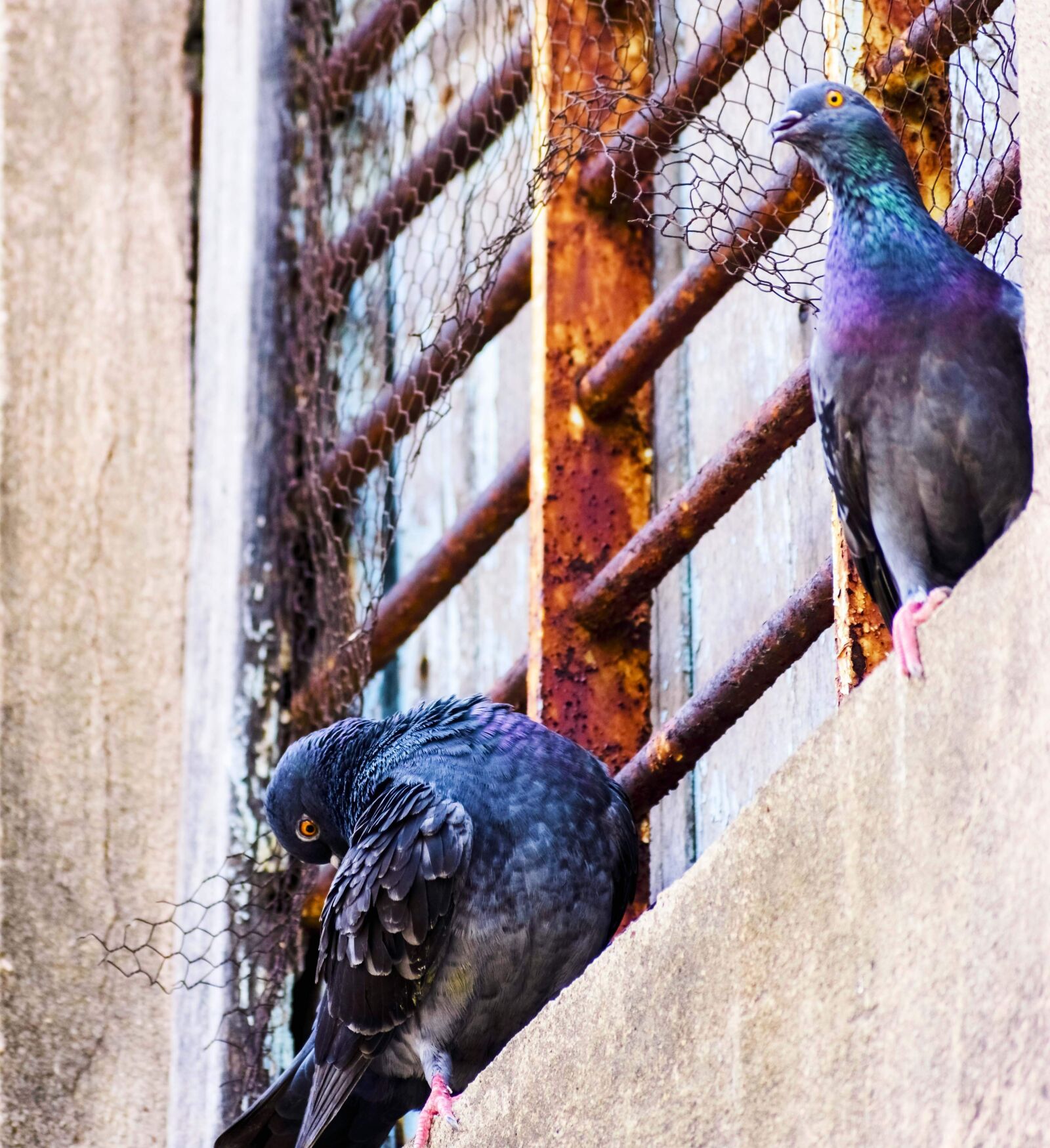 Nikon D3400 sample photo. Feather, bird, wing photography