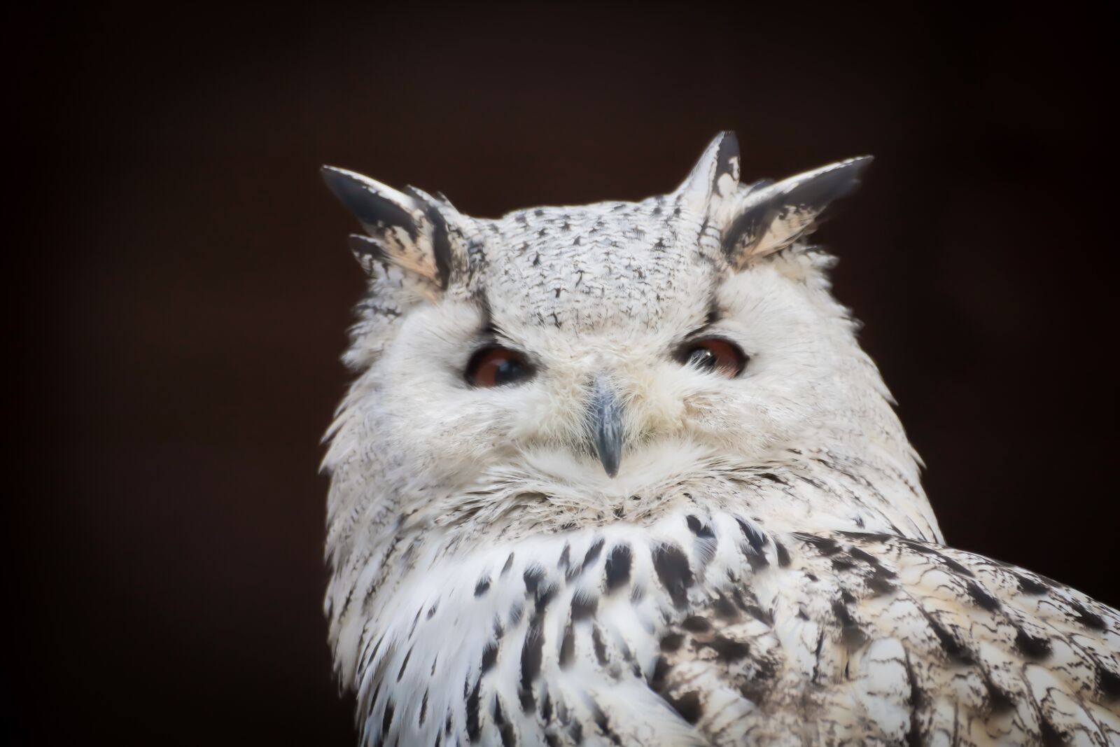 Canon EOS 200D (EOS Rebel SL2 / EOS Kiss X9) sample photo. Owl, snowy owl, bird photography