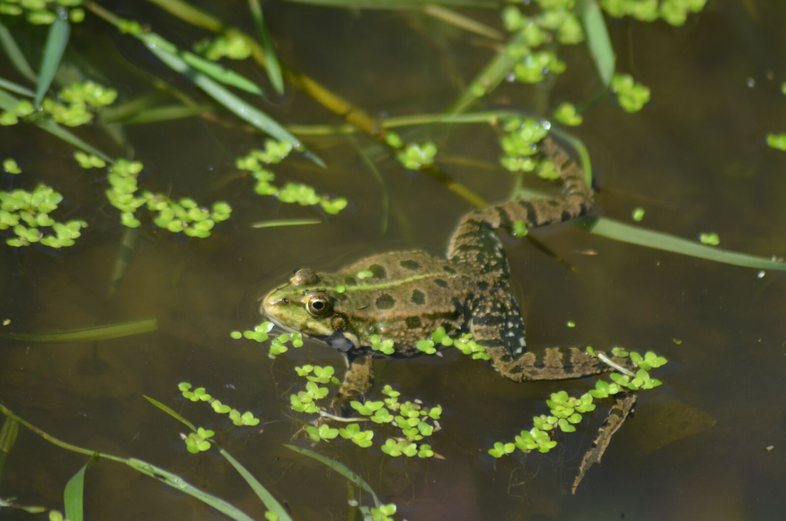 Nikon D5100 sample photo. Green frog, mare, marsh photography