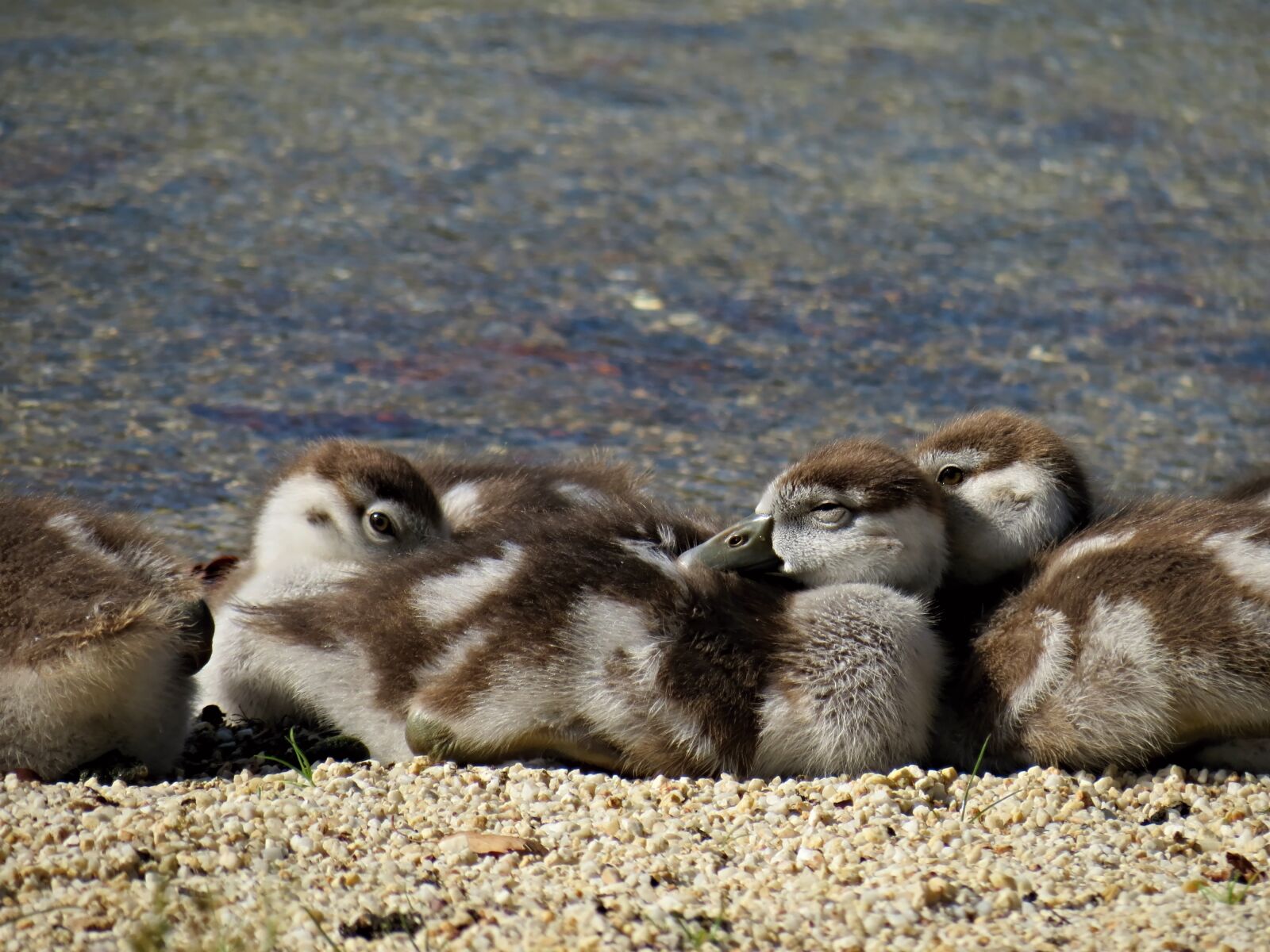 Canon PowerShot SX40 HS sample photo. Nilgänse, geese, chicks photography