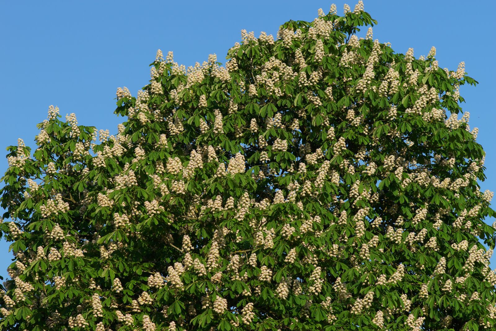 Minolta AF 200mm F2.8 HS-APO G sample photo. Chestnut tree, romantic, isolated photography