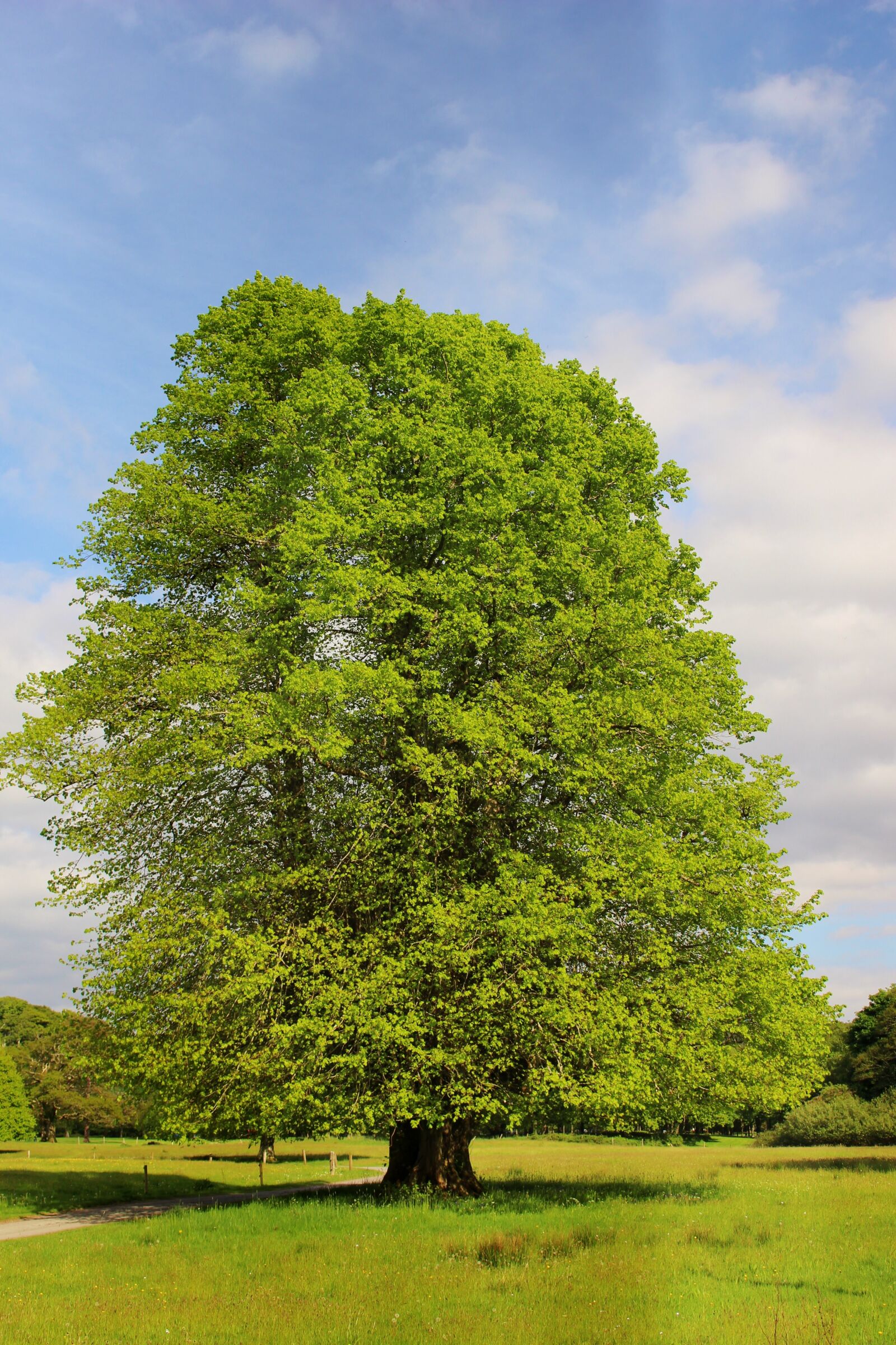 Canon EOS 100D (EOS Rebel SL1 / EOS Kiss X7) sample photo. Oak, nature, old oak photography