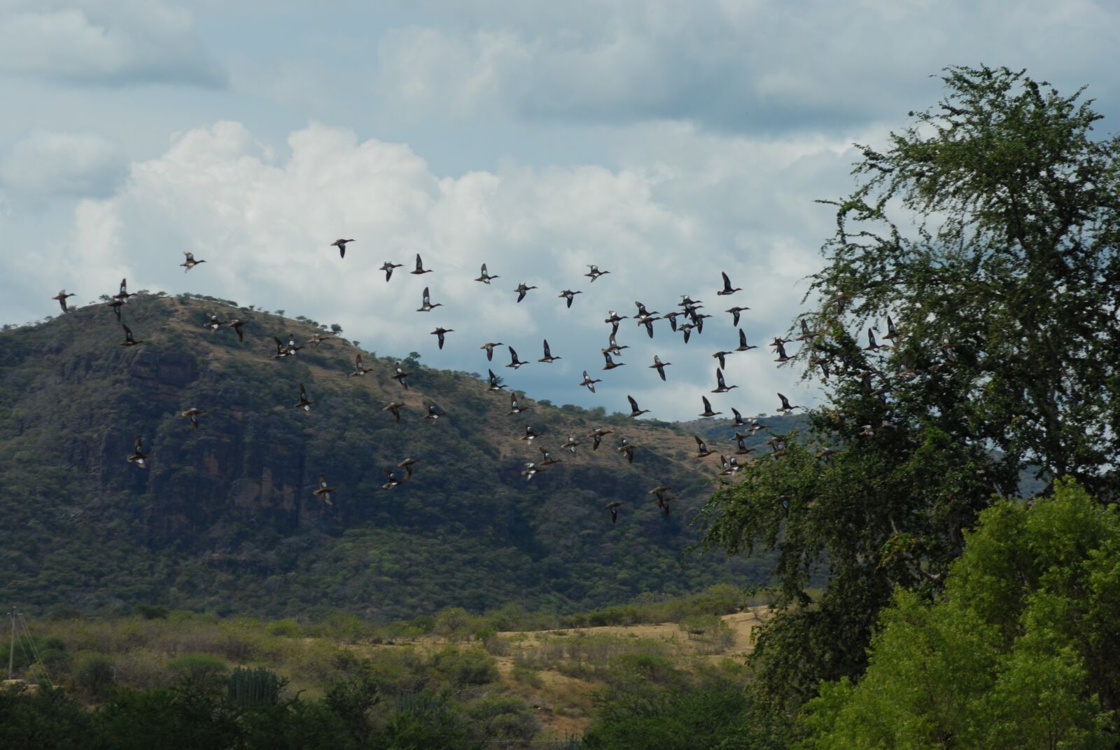 Nikon D200 sample photo. Ducks, ave, waterfowl photography
