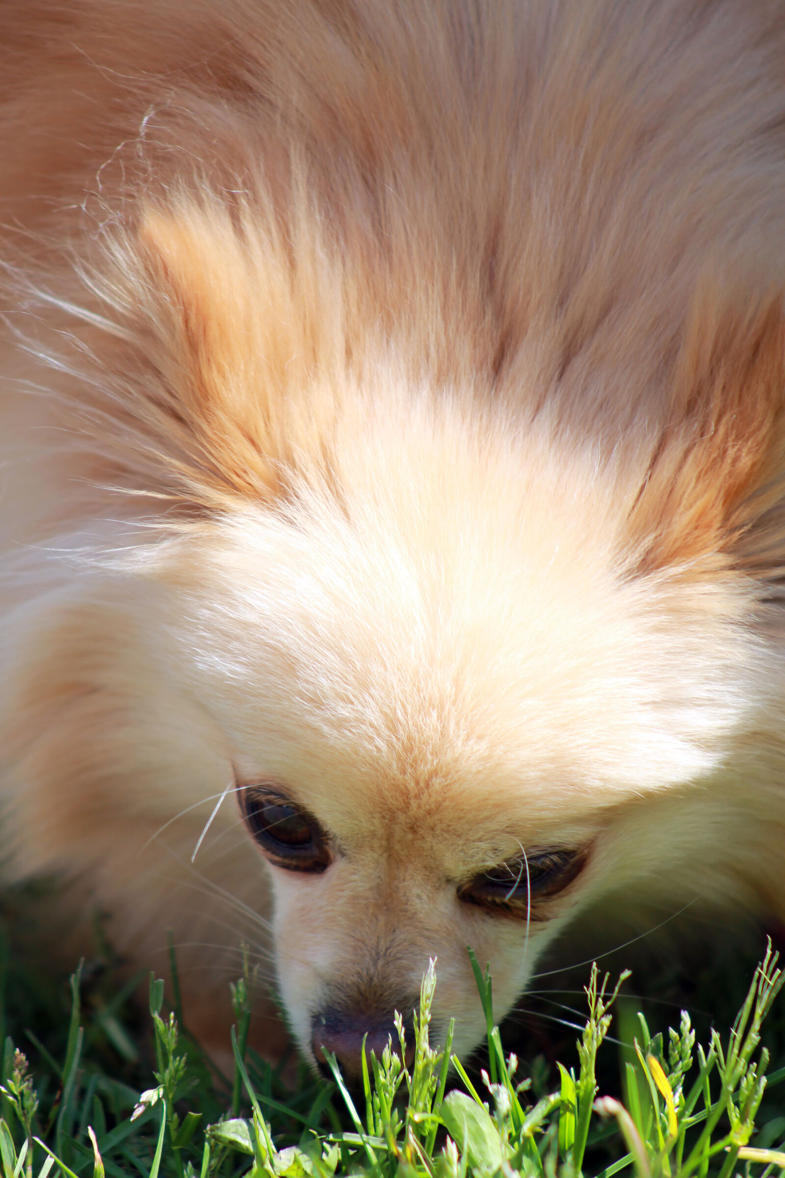 Canon EOS 1100D (EOS Rebel T3 / EOS Kiss X50) sample photo. Dog, pomeranian photography