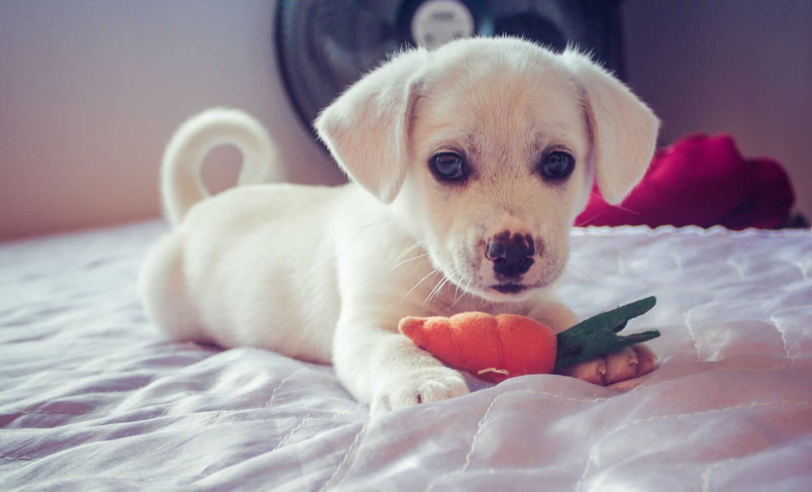 Canon EOS 600D (Rebel EOS T3i / EOS Kiss X5) sample photo. Dog, animal, pet photography