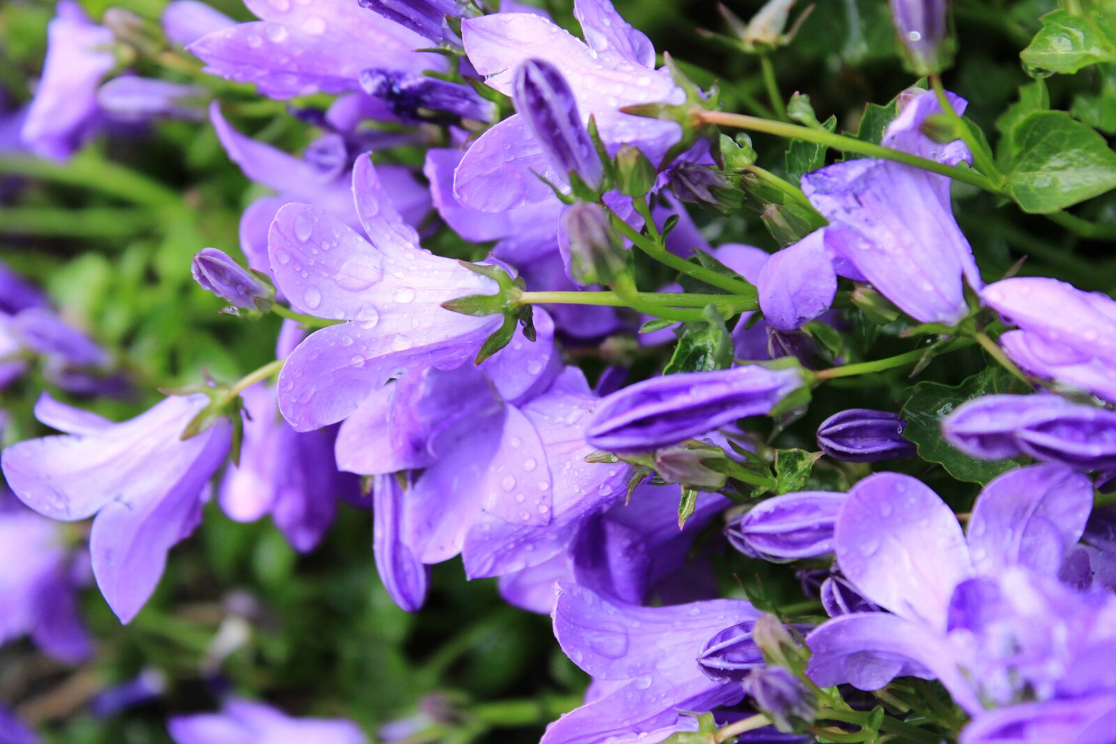 Canon EOS 2000D (EOS Rebel T7 / EOS Kiss X90 / EOS 1500D) sample photo. Flower, bluebell, blue star photography