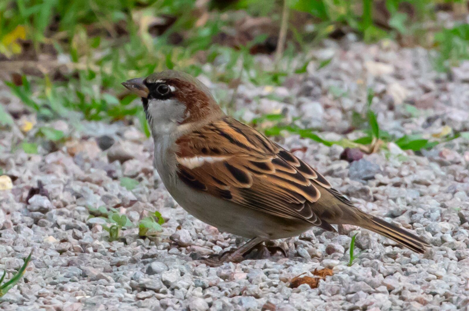 Canon EOS 7D Mark II sample photo. Sparrow, garden bird, cute photography