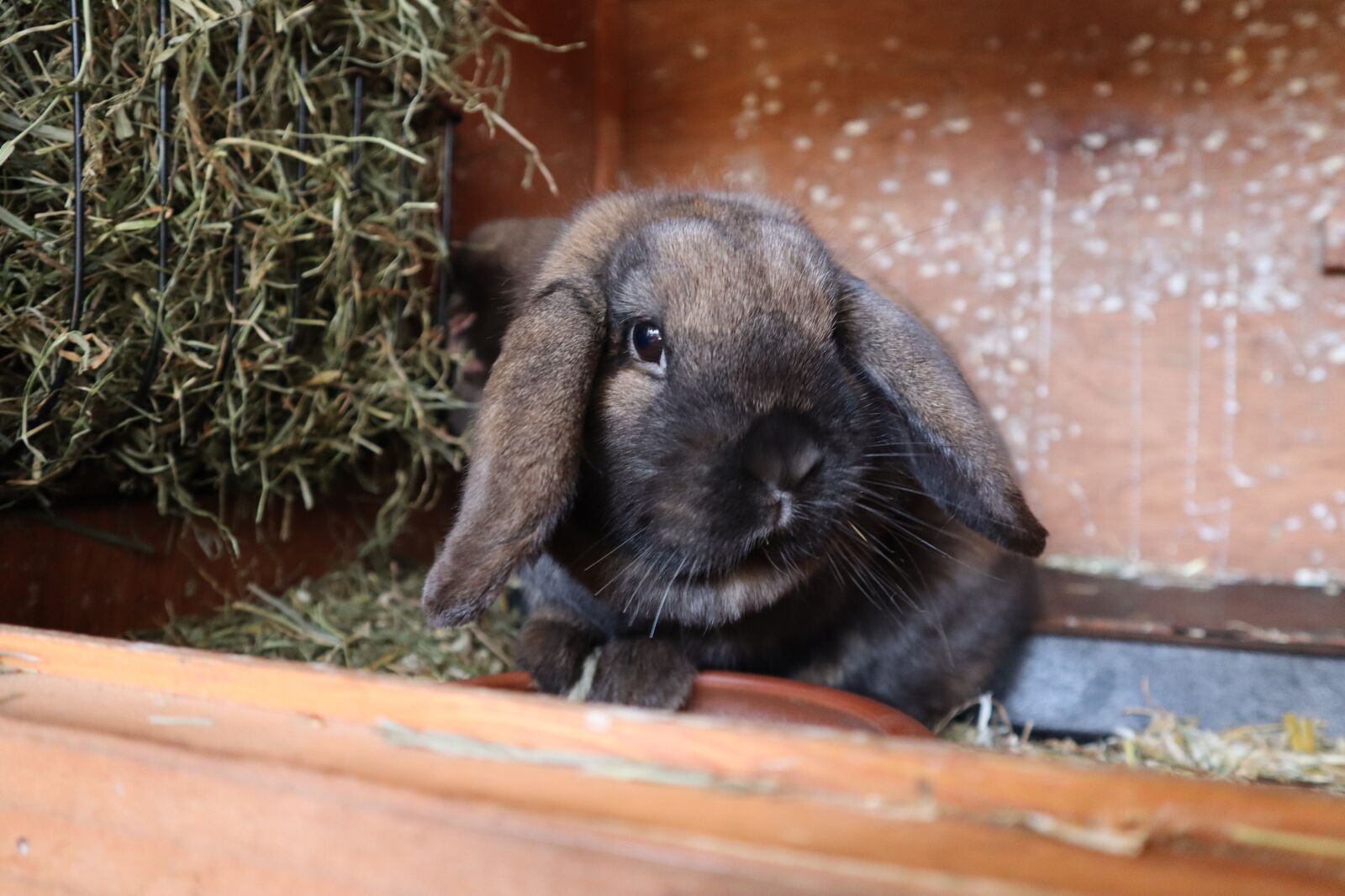Canon EOS M50 (EOS Kiss M) sample photo. Rabbit, hare, animal photography