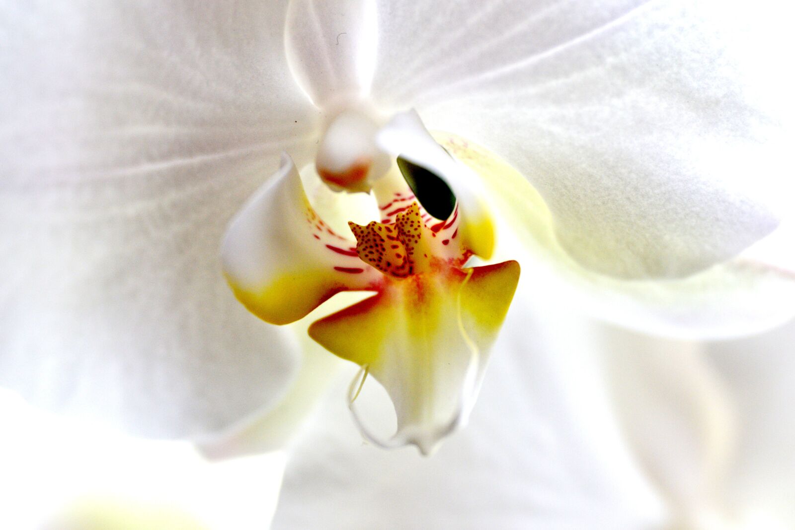 Nikon D600 sample photo. Orchid, flower, white photography