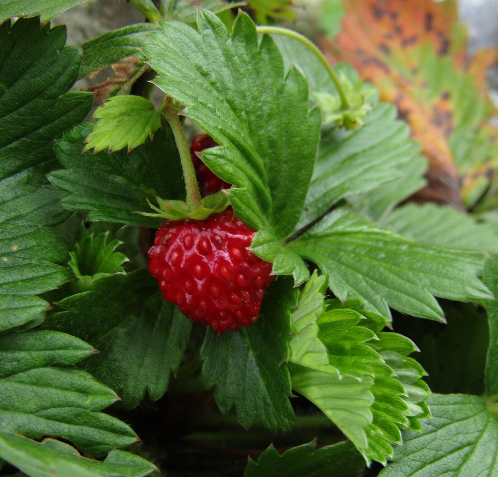 Canon POWERSHOT SX432 IS sample photo. Strawberry, red, wild strawberries photography