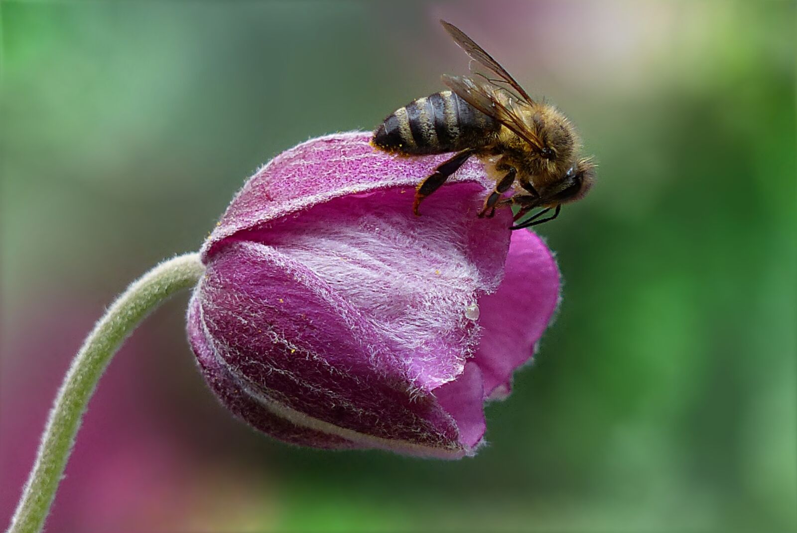 Panasonic Lumix DMC-FZ200 sample photo. Bee, honey bee, apis photography