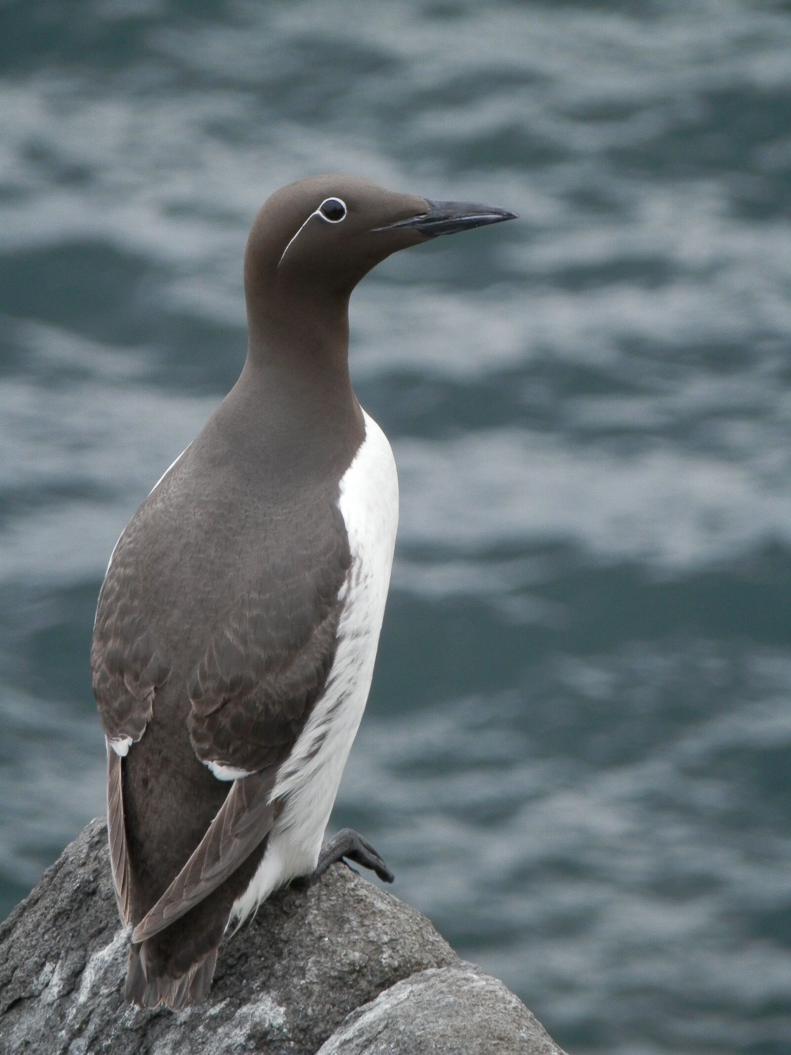 Olympus SZ-14 sample photo. Sea bird, bird, cliff photography