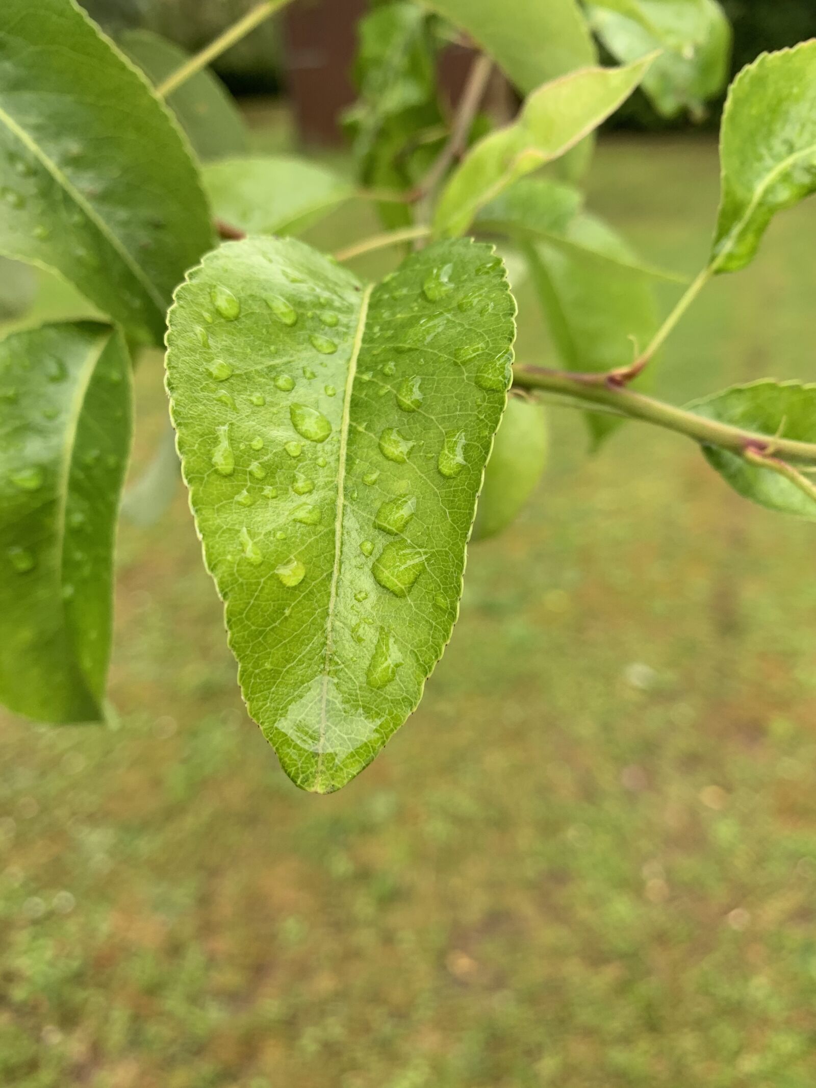 Apple iPhone XR sample photo. Blatt, tau, natur photography