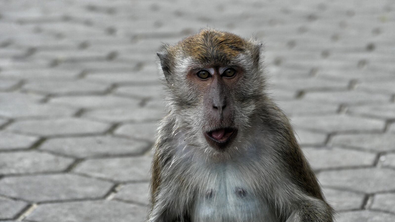 Panasonic Lumix DMC-FZ1000 sample photo. Monkey, well, yes photography