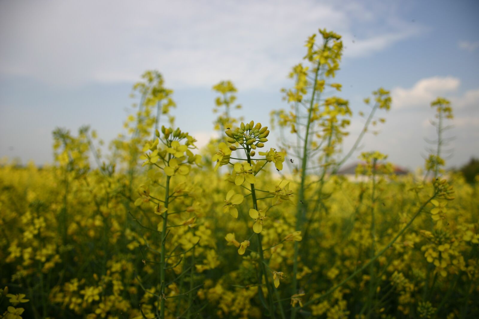 Canon EOS 300D (EOS Digital Rebel / EOS Kiss Digital) sample photo. Yellow, plant, rapeseed photography