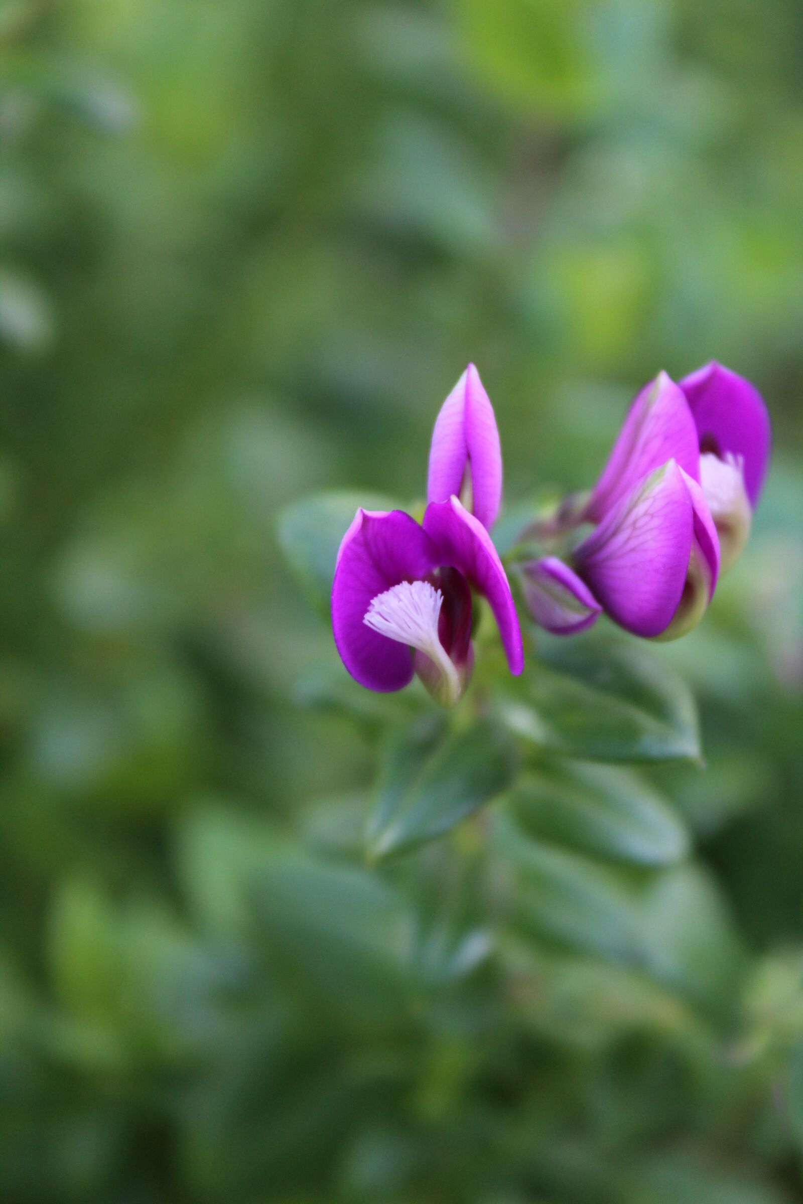 Canon EOS 1200D (EOS Rebel T5 / EOS Kiss X70 / EOS Hi) sample photo. Sintra, flowers, forest photography