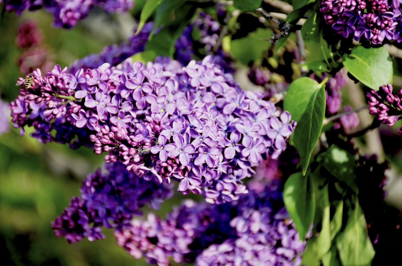 Nikon D7000 sample photo. Beautiful flower, flower, nature photography