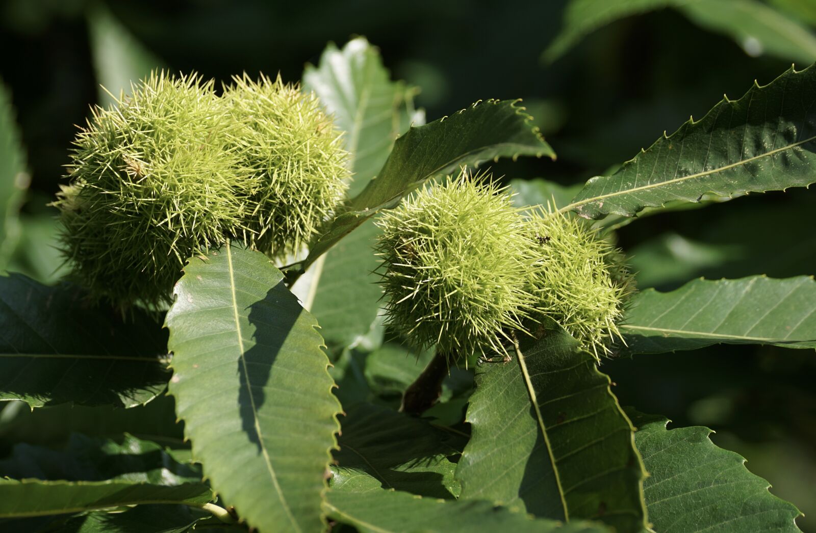 Sony DT 55-300mm F4.5-5.6 SAM sample photo. Chestnut, tree, nature photography