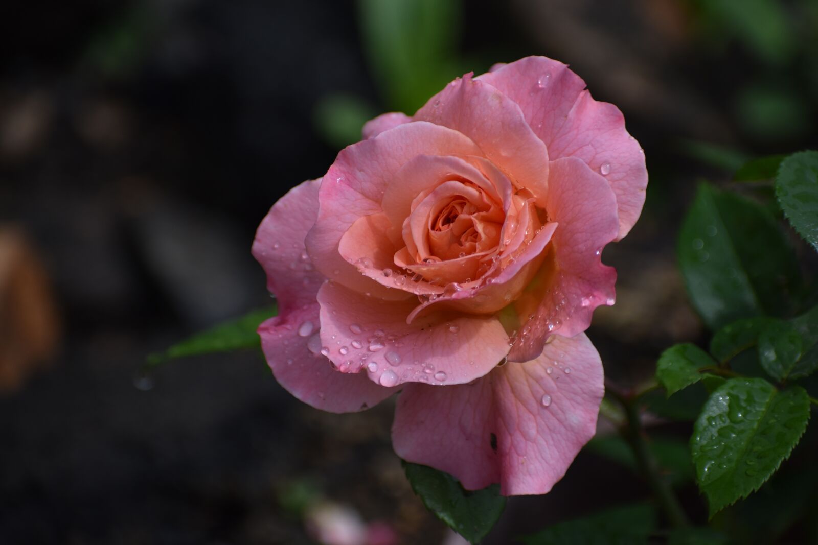 Nikon D3400 sample photo. Rose, flower, drops photography