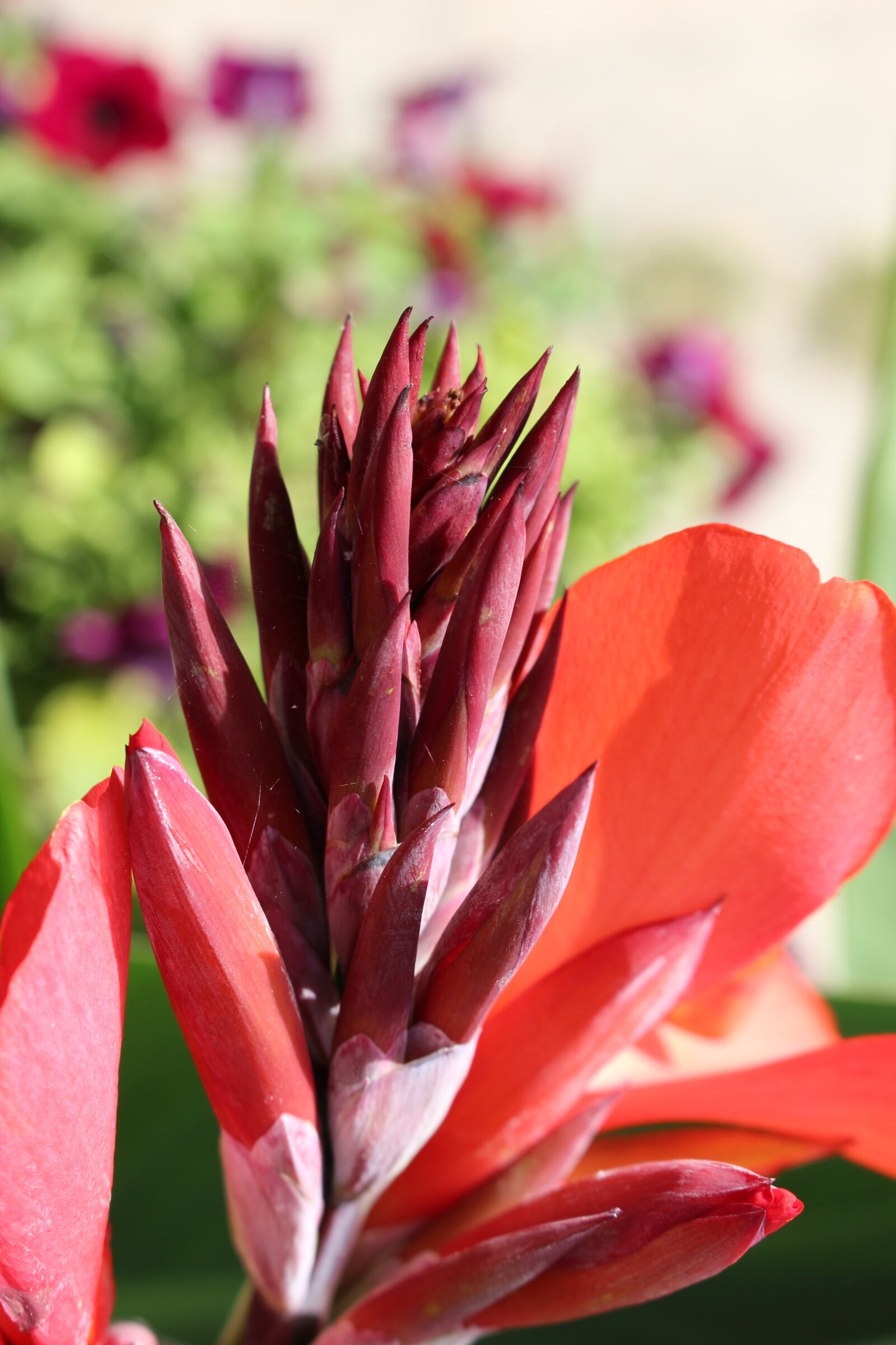 Canon EOS 100D (EOS Rebel SL1 / EOS Kiss X7) sample photo. Red flower, summer, red photography