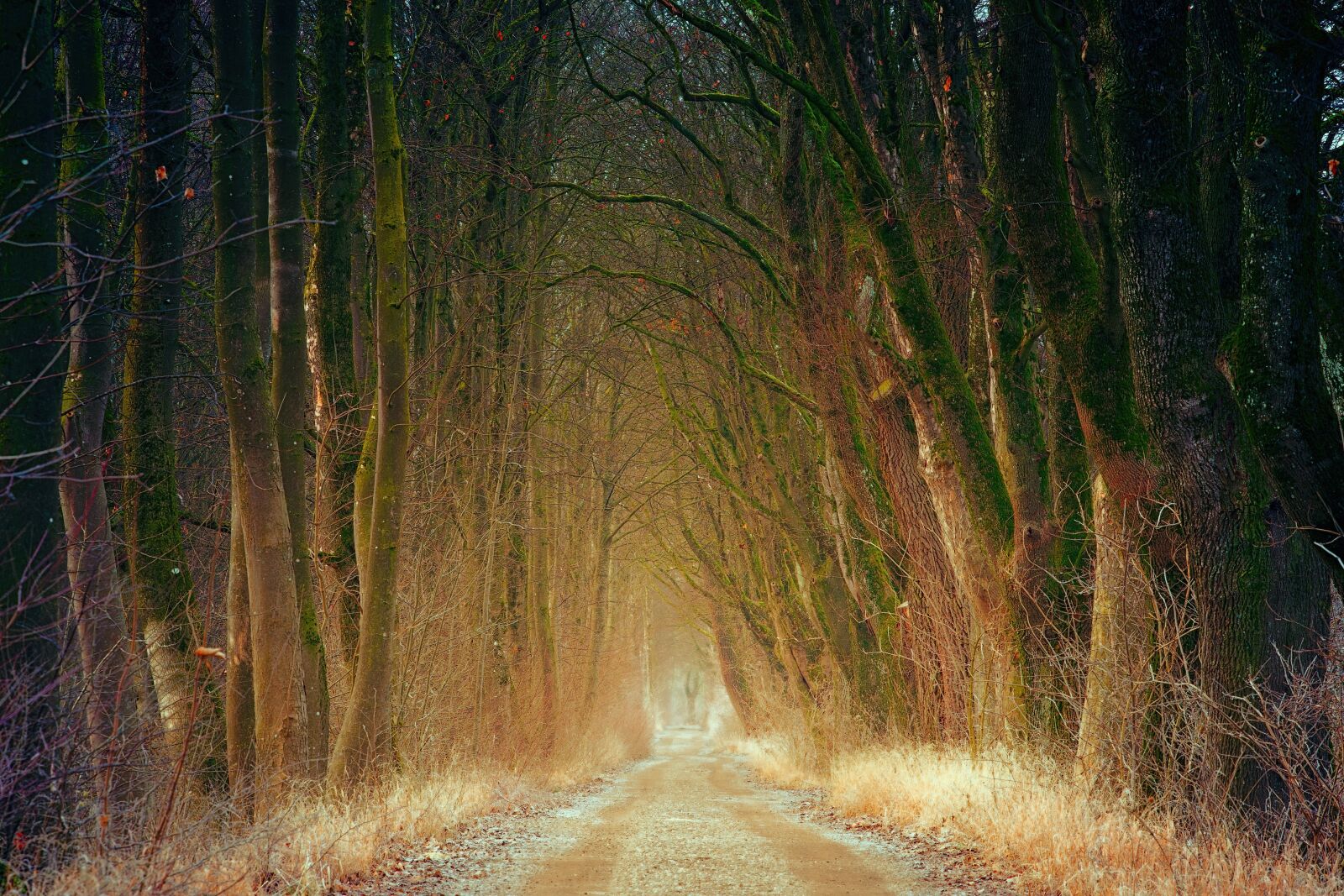 Sony a7 II + DT 70-200mm F4 SAM sample photo. Avenue, light, away photography