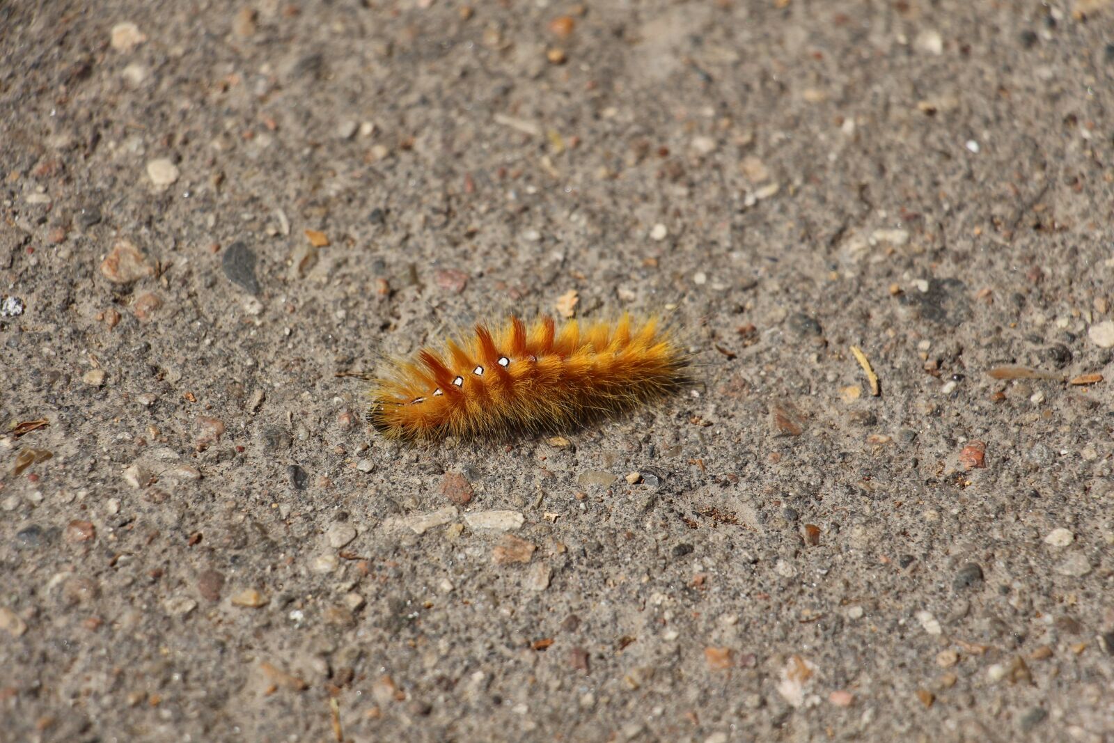 Canon EOS 700D (EOS Rebel T5i / EOS Kiss X7i) sample photo. Caterpillar, nature, insect photography
