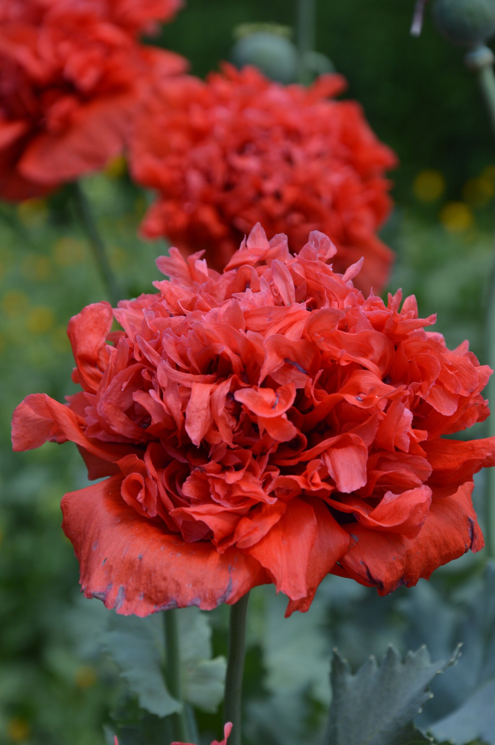 Nikon D3200 sample photo. Plant, poppy, flowers photography
