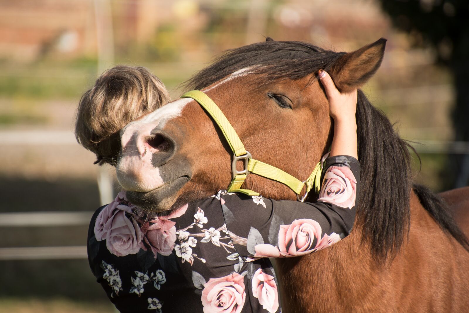 Nikon D750 sample photo. Horse, animal, friendship photography