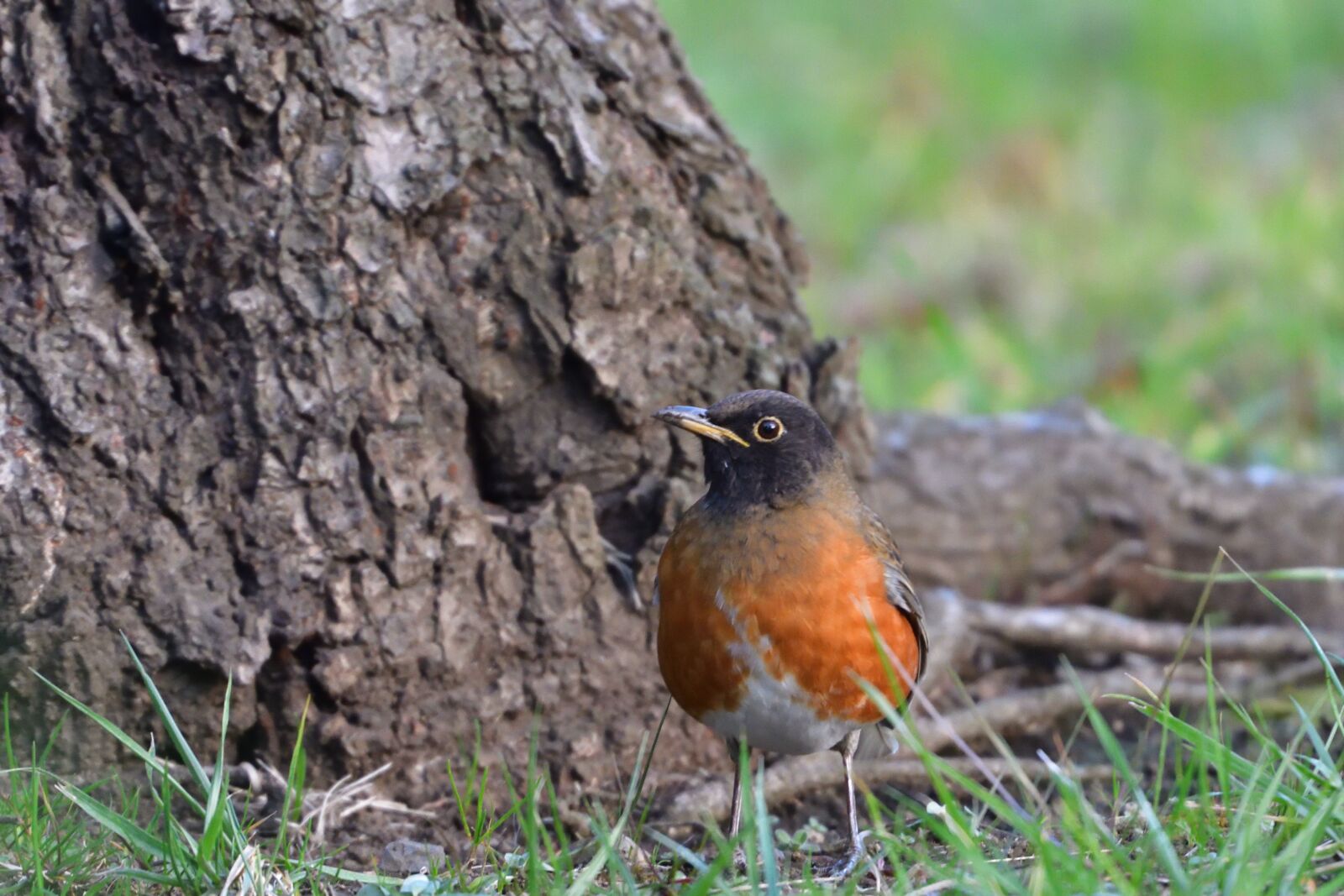 Nikon D500 sample photo. Natural, bird, wild animals photography