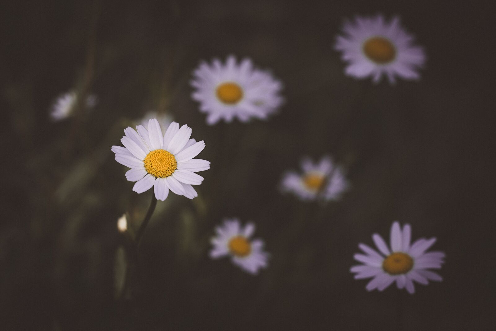 Nikon D750 sample photo. Daisy, flower, white photography