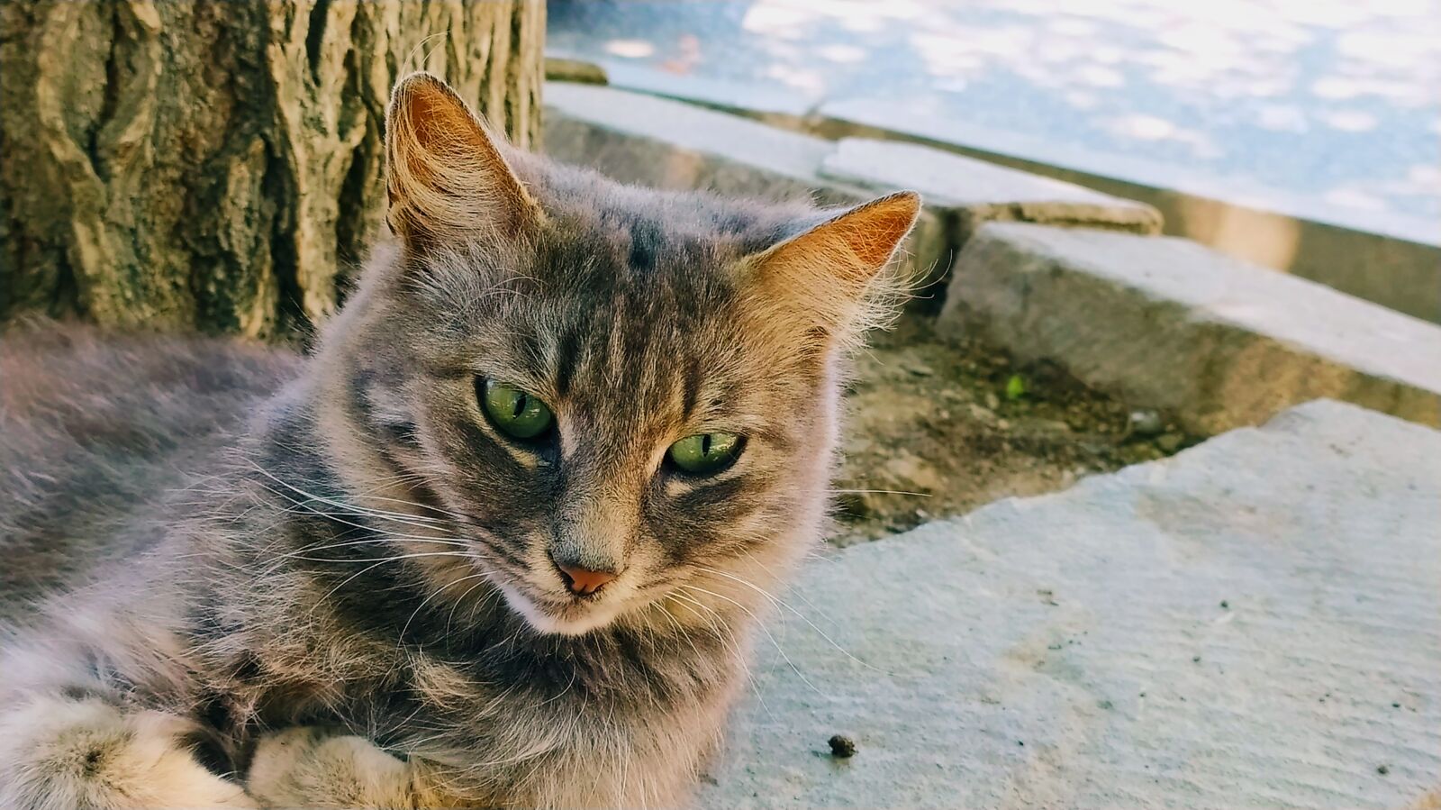 Xiaomi Redmi Note 8 sample photo. Cat, cats, animal photography