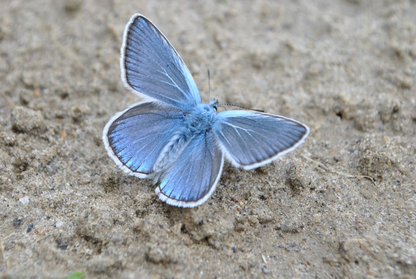 Nikon D3000 sample photo. Blue, buterflies, july photography