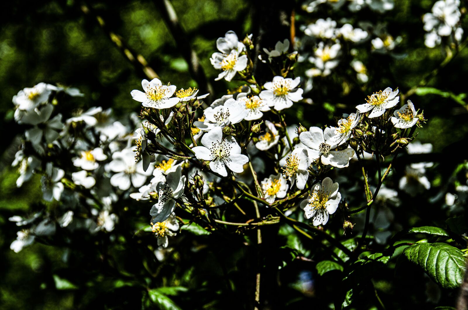 Nikon D5100 sample photo. Flower, flowers, summer photography