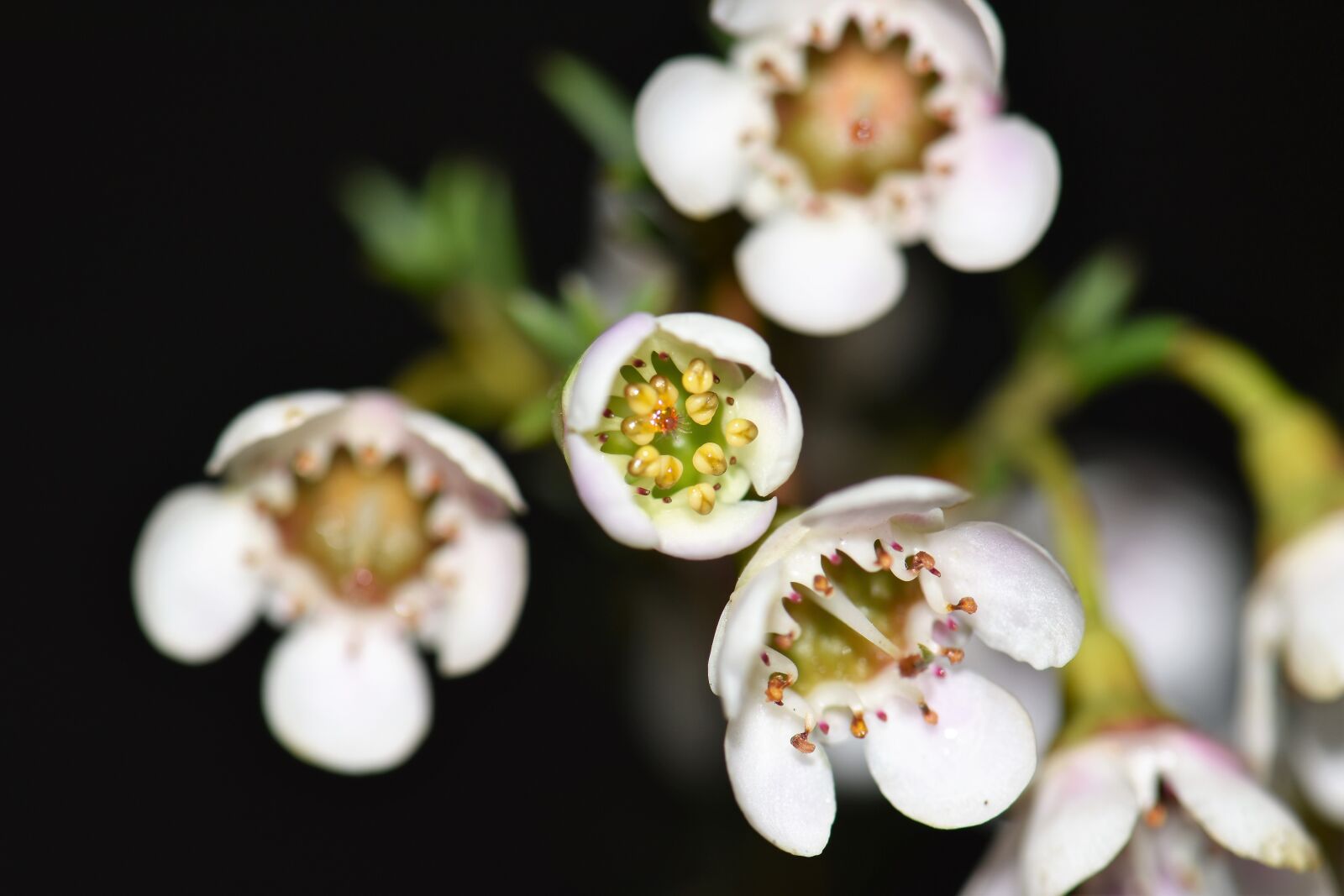 Nikon D5500 sample photo. Flowers, leaves, plant photography