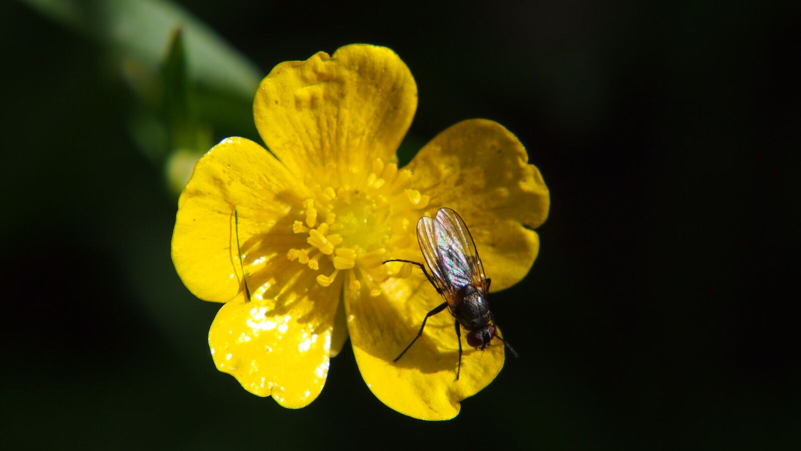 Olympus PEN E-PL3 sample photo. Fly, flower, bug photography