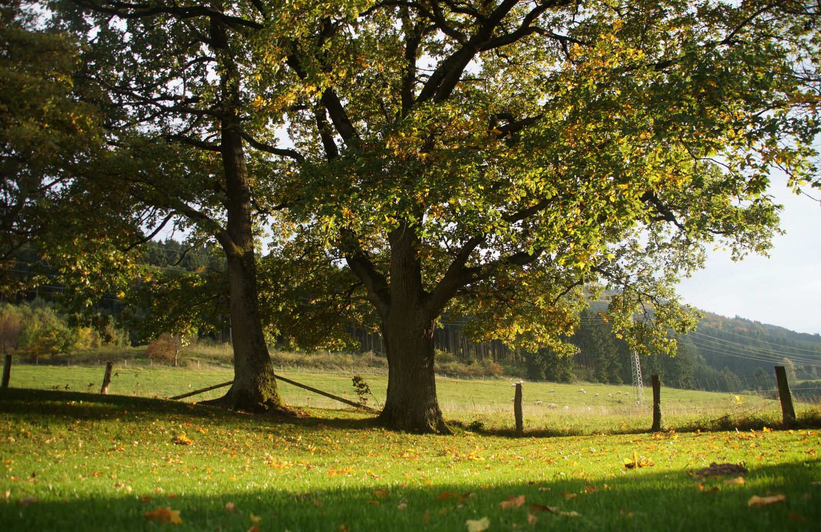 Sony SLT-A57 sample photo. Oak tree, summer, late photography