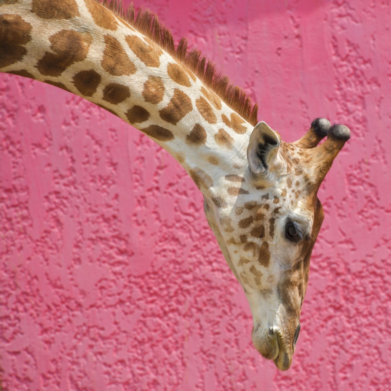 Nikon D500 sample photo. Giraffe, long neck, pink photography