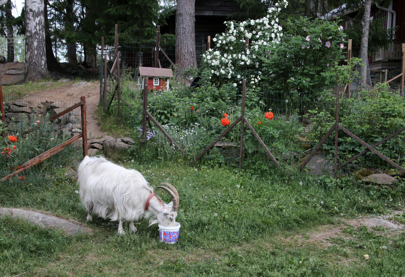 Canon EOS 6D + Canon EF 28-300mm F3.5-5.6L IS USM sample photo. Goat, culture, domestic animal photography